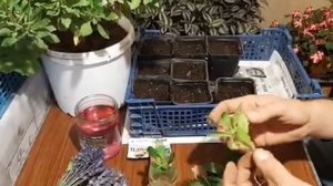 Остеоспермум Отличный Способ как Размножить100 %?Важная Формировка.mp4