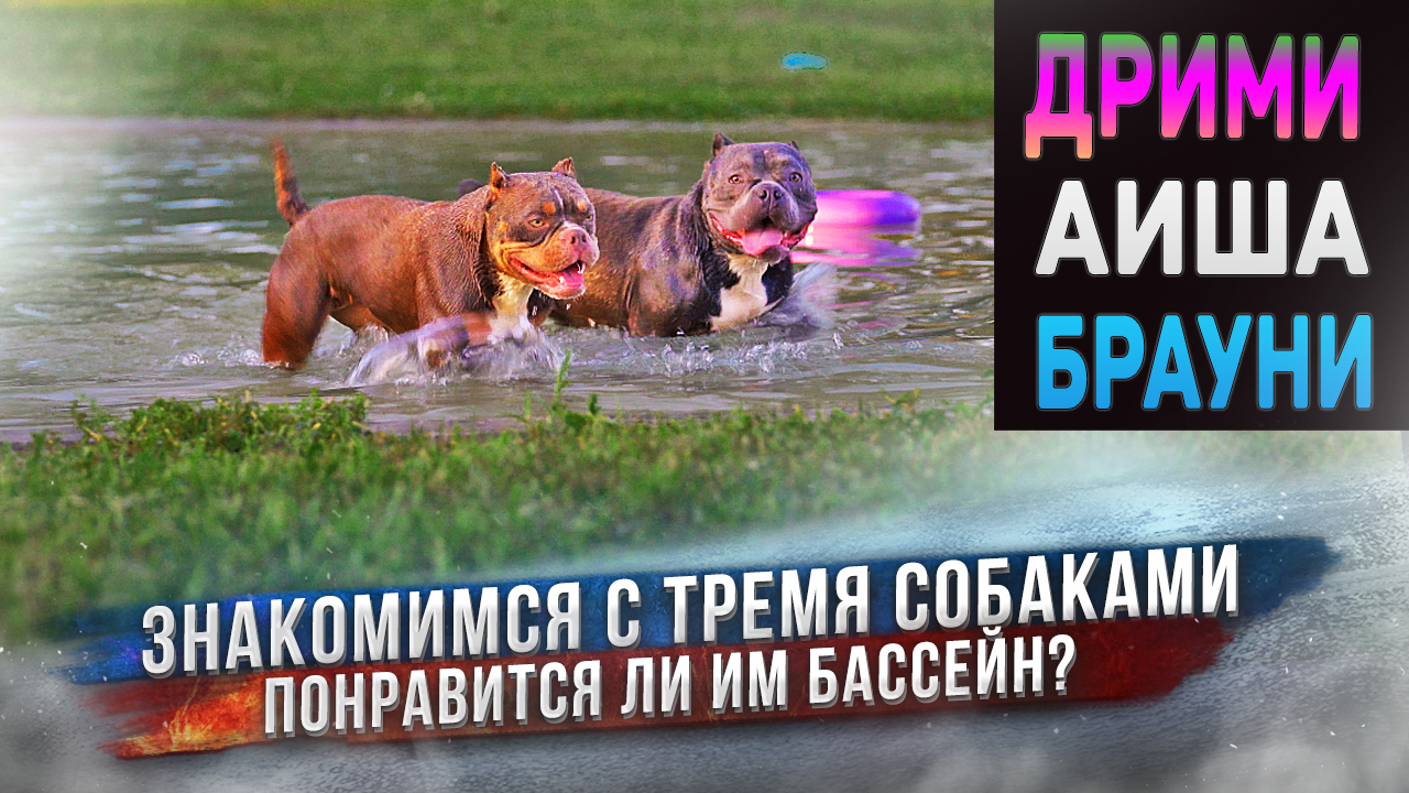 Мы их от вас скрывали! Три молодых собаки Американский Булли смотреть онлайн