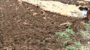 Оборотник VS оригинал Плуги для мотоблока МТЗ, сравнительная оценка самодельного и заводского плуго