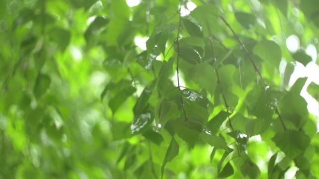 Звуки природы, Лесной ручей, Журчание воды для расслабления, глубокого сна, Красивое Релакс видео смотреть онлайн