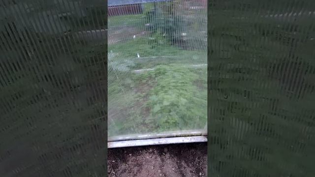 Проблемы моей теплицы, не повторяйте моих ошибок смотреть онлайн