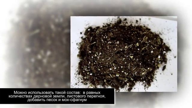 СЕНПОЛИИ. УЗАМБАРСКИЕ ФИАЛКИ. Выращивание и уход в домашних условиях смотреть онлайн