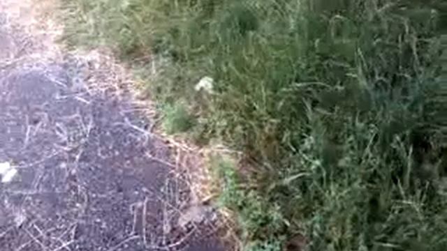 Показывую мой двор (ням ням тутовник) смотреть онлайн