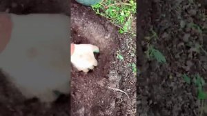 Картофель продолжает шокировать! Сорт Скарб