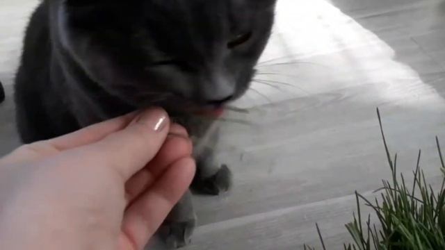 Почему кошки любят траву . смотреть онлайн