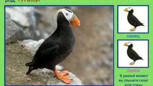 Тупик. Ипатка. Топорок. Голоса птиц