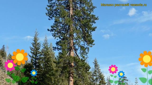 Сосна желтая. Краткий обзор: Сосна желтая описание характеристик, где купить Pinus Ponderosa