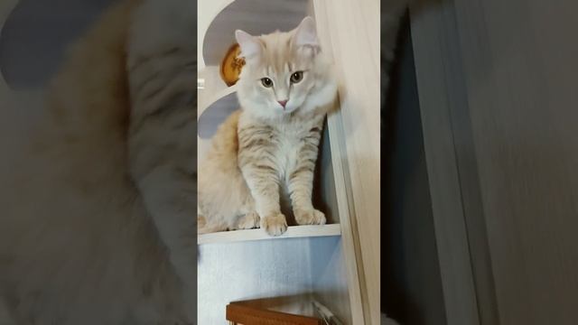 Друзья, сварил картофель в мундире,салат,сало, огурцы, помидоры ? всё в кусно очень. смотреть онлайн