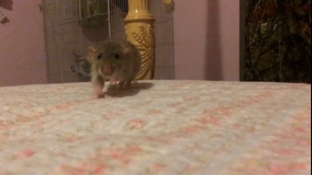 MOST ADORABLE RAT EVER смотреть онлайн