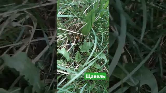 Щавель лесной. #Людиново forest vitamins смотреть онлайн