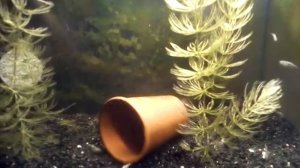 Гурами Инструкция разведения