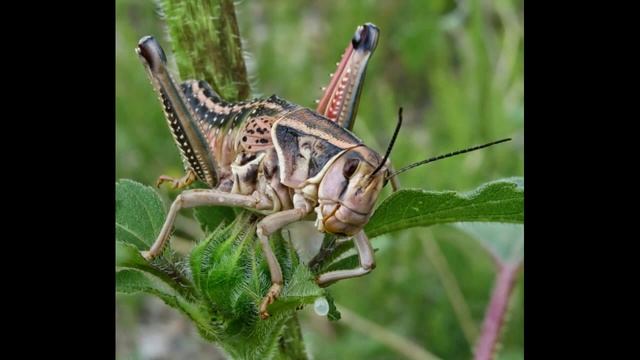 МАКРОСЪЁМКА: Захватывающая макрофотография насекомых смотреть онлайн