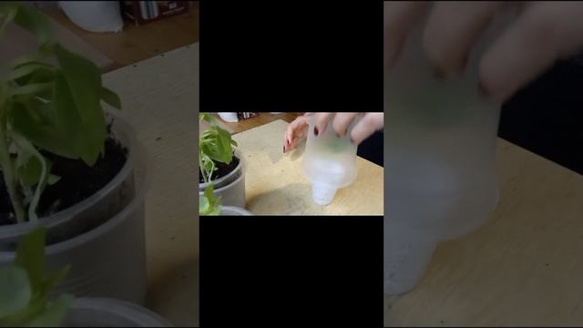 Альстромерия, черенкование, мой опыт выращивания.