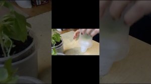 Альстромерия, черенкование, мой опыт выращивания.