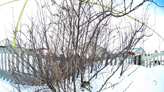 Синица на дереве. Прилетела синица с хлебом в клюве смотреть онлайн