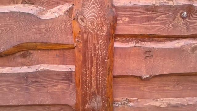 Разглядываем осы или пчелы, смертельное приближение к улью 😆 смотреть онлайн