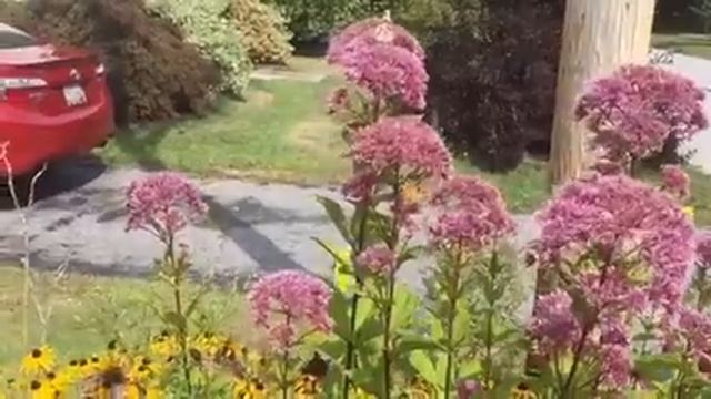 Joe-Pye Weed (Eupatorium purpureum) Broadway Gardens Greenhouses смотреть онлайн