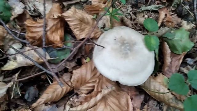 Гриби Рядівки смотреть онлайн