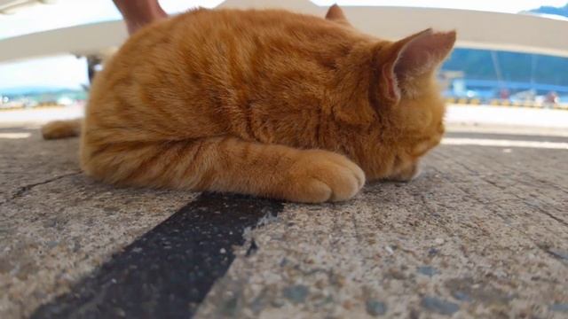 茶トラ猫を撫でるとすぐにゴロンゴロンして見せてカワイイ смотреть онлайн