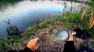 Вечерняя рыбалка. Бешеный клев в метре от берега. Крупный карась, подлещик, густера, вобла.