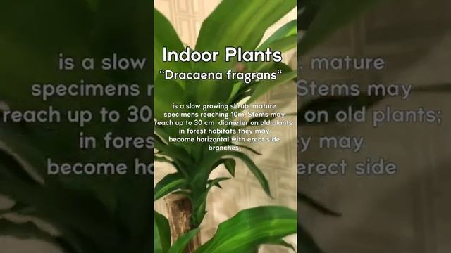 DRACAENA FRAGRANS| #INDOORPLANTS|#Shorts смотреть онлайн