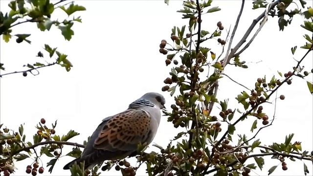 Обыкновенная горлица - Streptopelia turtur смотреть онлайн