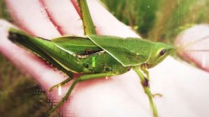 Звуки насекомых Сверчки и Цикады Фантастические звуки для монтажа