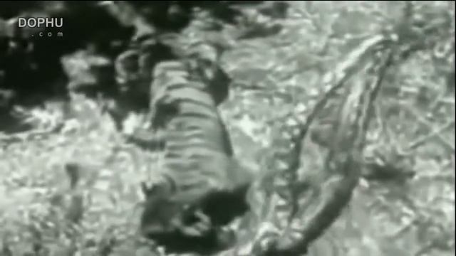 Giant Anaconda vs Felidae - Python vs Lion - Anaconda vs Cat - Anaconda vs Jaguar - Python смотреть онлайн