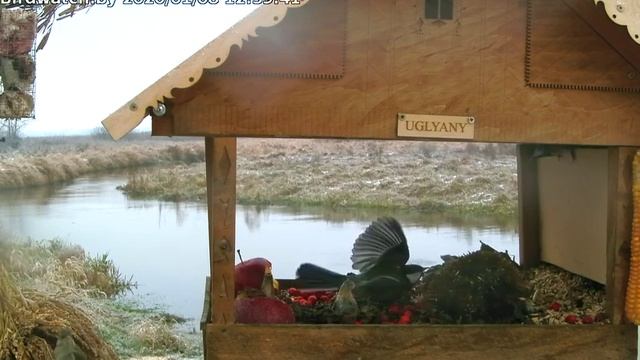 Зеленушки и зимородок - 8 января 2020 смотреть онлайн