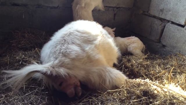 Коза ламанча окотилось смотреть онлайн