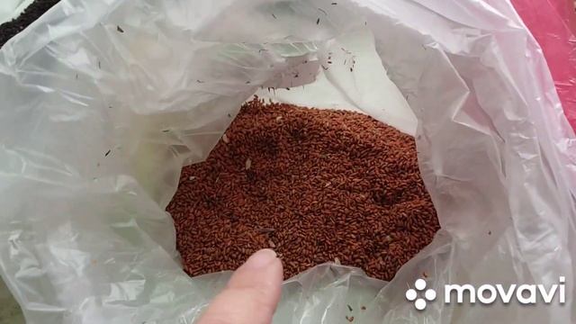 1апреля в Ереване весна, цветёт абрикосовое дерево. Покупки . #печеньекчаю .