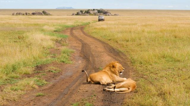 4K African Animals: Ruaha National Park - Amazing African Wildlife Footage with Real Sounds in 4K смотреть онлайн