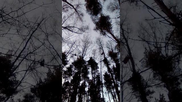 живой лес! смотреть онлайн