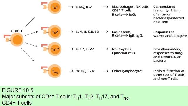 Podcast 10b. - Activation and Function of T and B Cells (Part II) смотреть онлайн