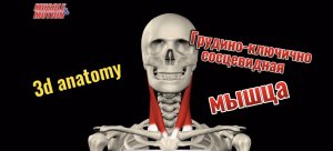 3d anatomy. Грудино-ключично-сосцевидная мышца.