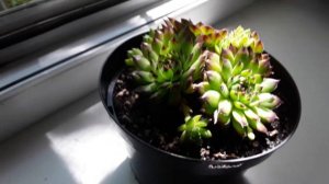 Уход за молодилом