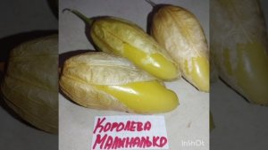 Физалис овощной сорт Королева Малиналько . Редкий ! Прямо таки  экзотика для Беларуси !