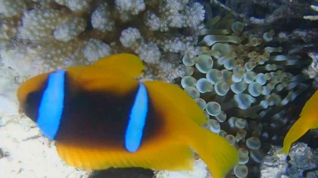 Zwei Anemonenfische in einer Anemone смотреть онлайн