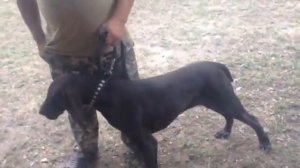 Все породы легавых собак в одном  ринге Экспертная оценка