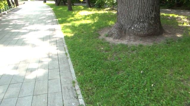 Москва. Парк Останкино. Садовый пруд. Бельведер (8.06.2023) смотреть онлайн