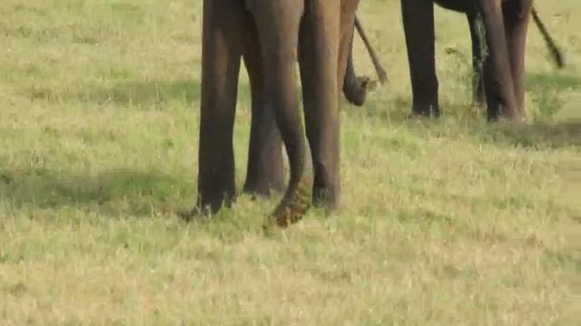 Elephant is eating a grass. Как едят слоны смотреть онлайн