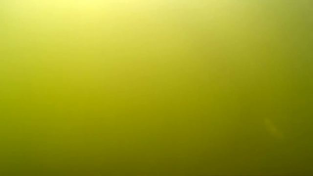 корнероты и гребневик берое в Черном море смотреть онлайн