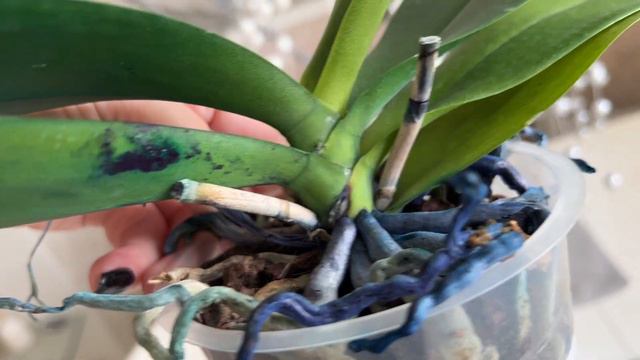 Сортовые орхидеи на продажу. Сладкая Девочка, Дрим Даймонд, Продана, Танго, Белые бабочки ... смотреть онлайн