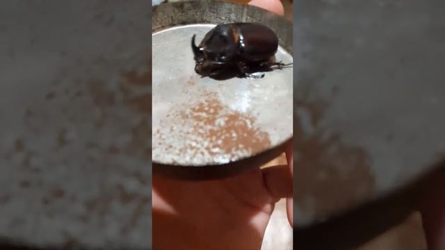 гость природы жук Носорог. смотреть онлайн