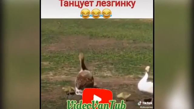 Гусь каким-то образом начал танцевать Лезгинку. ???#Trend #Like? #Prikol #Video #TikTok #VideoVanTu смотреть онлайн