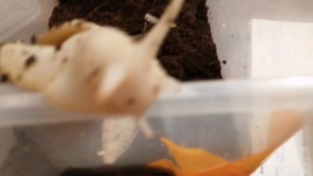 Улитки АХАТИНЫ рассказываю почти всё!!! смотреть онлайн