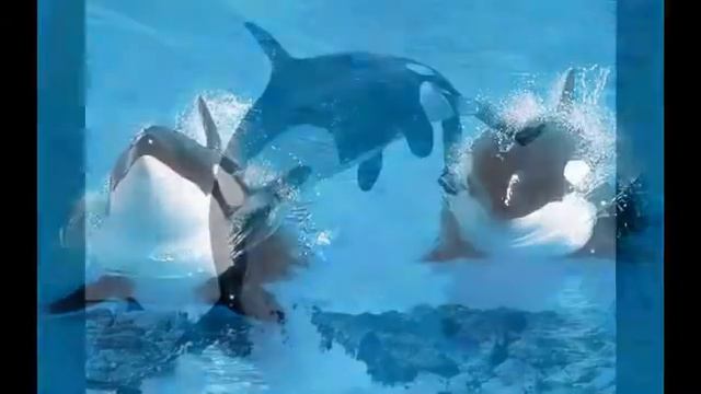 ТОП 10 Самых жестоких животных на земле 2015 смотреть онлайн