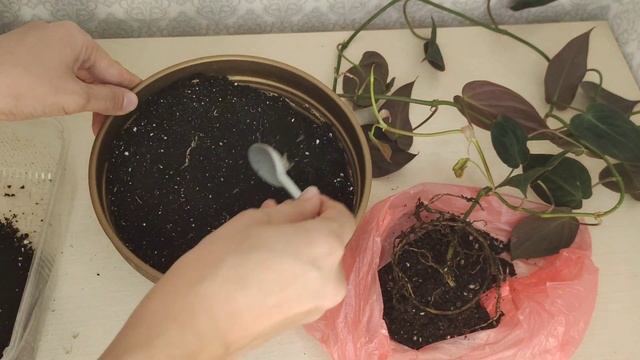 Филодендрон Блестящий(Миканс). Неприхотливое теневыносливое комнатное растение. смотреть онлайн