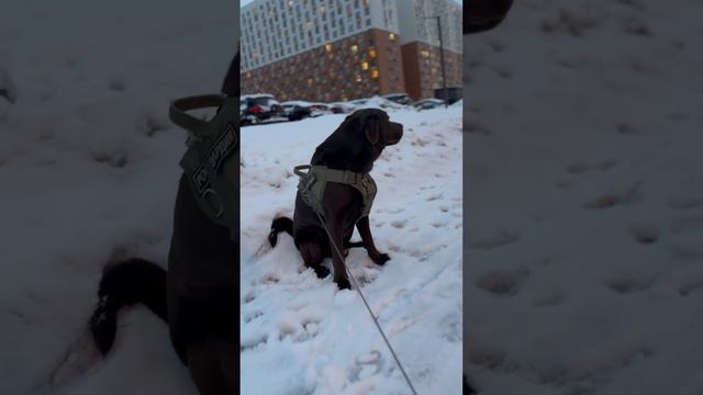 Большой непоседа🐶 #dogs #labrador #лабрадор #лабрадормарк #собаки #душа #любовь #love #игра #люблю смотреть онлайн