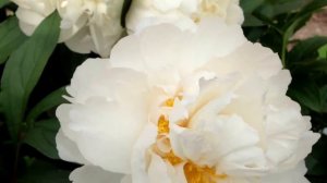 Peony White Ivory - www.peonyshop.com